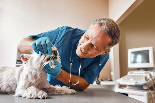 Best Emergency Gum Treatment in Gray, TN